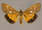 MONA# 8120, <em>Virbia lamae</em>