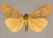 MONA# 8125, <em>Virbia fragilis</em>