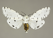MONA# 8132, <em>Estigmene albida</em>