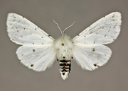 MONA# 8135, <em>Spilosoma vestalis</em>