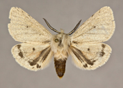 MONA# 8138, <em>Spilosoma vagans</em>