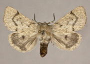 MONA# 8138, <em>Spilosoma vagans</em>