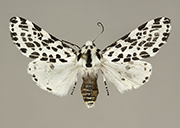 MONA# 8144, <em>Hypercompe permaculata</em>