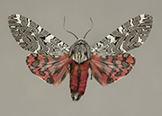 MONA# 8152, <em>Arachnis picta</em>