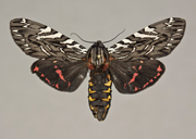 MONA# 8155, <em>Arachnis aulaea</em>
