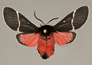 MONA# 8167, <em>Kodiasoma fluva</em>