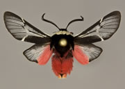 MONA# 8167, <em>Kodiasoma fluva</em>