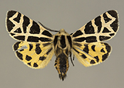 MONA# 8178, <em>Apantesis hewletti </em>