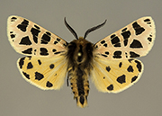 MONA# 8178, <em>Apantesis hewletti </em>