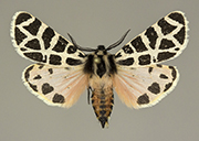 MONA# 0000, <em>Apantesis nevadensis</em>