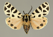 MONA# 0000, <em>Apantesis incorrupta</em>