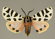 MONA# 0000, <em>Apantesis incorrupta</em>