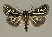 MONA# 0000, <em>Apantesis williamsii</em>