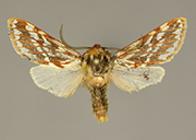 MONA# 0000, <em>Lophocampa roseata</em>