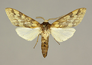 MONA# 0000, <em>Lophocampa maculata</em>