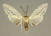 MONA# 0000, <em>Leucanopsis lurida</em>