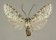 MONA# 8226, <em>Carales arizonensis</em>