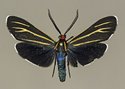 MONA# 8260, <em>Ctenucha venosa</em>