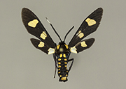 MONA# 8285, <em>Phoenicoprocta hampsonii</em>