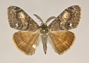 MONA# 8312, <em>Orgyia pseudotsugata</em>