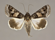 MONA# 8609, <em>Melipotis novanda</em>