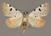 MONA# 9018, <em>Cobubatha dividua</em>