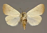MONA# 9172, <em>Bagisara buxea</em>