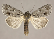 MONA# 9209 , <em>Acronicta radcliffei</em>