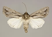 MONA# 9575, <em>Rhizagrotis cloanthoides</em>