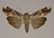 MONA# 9637.1, <em>Magusa divaricata</em>
