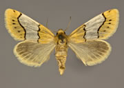 MONA# 9758, <em>Lineostriastiria hachita</em>