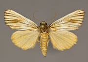 MONA# 9769, <em>Eulithosia discistriga</em>