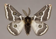 MONA# 0000, <em>Agapema anona</em>
