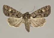 MONA# 0000, Noctuidae