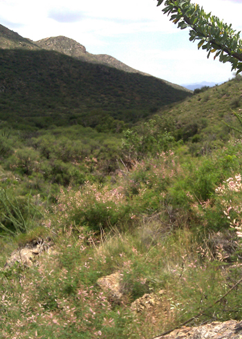 HABITAT
