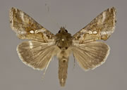 MONA# 0000, Noctuidae