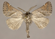 <em>Clostera_sp</em>