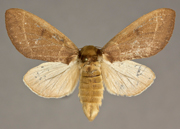 MONA# 0000, <em>Datana sp.1</em>