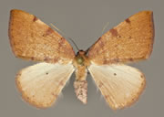 MONA# 0000, <em>Drepanulatrix sp</em>