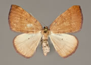 MONA# 0000, <em>Drepanulatrix sp</em>