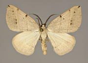 MONA# 0000, <em>Geometridae</em>