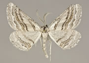 MONA# 0000, <em>Hemimorina sp</em>