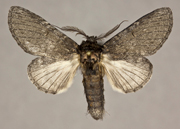 <em>Heterocampa</em>