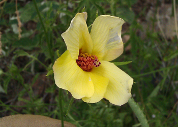 HOST PLANT