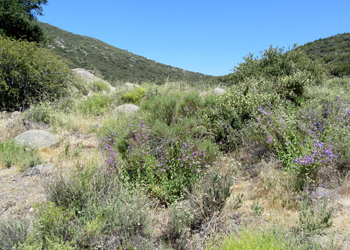 HABITAT