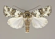MONA# 0000, Noctuidae