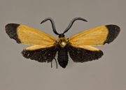 MONA# 0000, <em>Neoalbertia sp.</em>