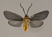 MONA# 0000, <em>Neoilliberis</em>