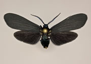 MONA# 0000, <em>Neoprocris</em>