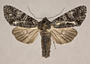 MONA#, <em>Noctuid_sp</em>